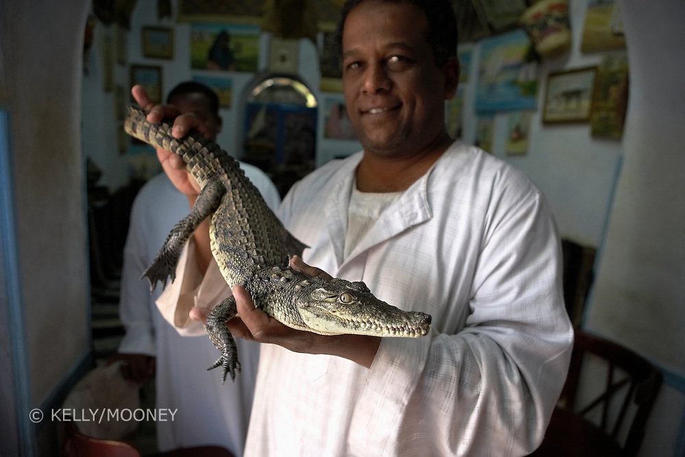 Man holding crocodile in Nubian village, Aswan, Egypt
